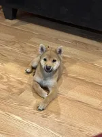 Lil Gretchen , a female Shiba Inu for sale in Niangua, MO – 1 of 9