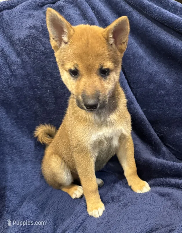 Autumn  – Shiba Inu puppy for sale in Niangua, MO