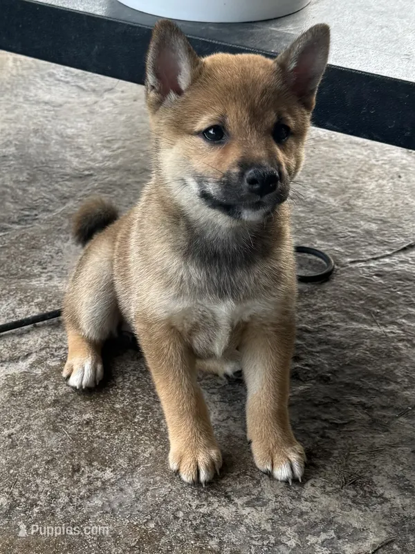 Ember  – Shiba Inu puppy for sale in Niangua, MO