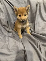 Lil Gretchen , a female Shiba Inu for sale in Niangua, MO – 5 of 9
