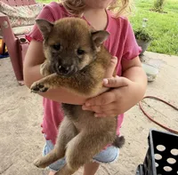 Lil Gretchen , a female Shiba Inu for sale in Niangua, MO – 6 of 7