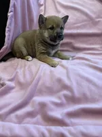 Girl 1 , a female Shiba Inu for sale in Niangua, MO – 2 of 4