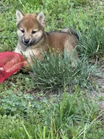 Lil Gretchen , a female Shiba Inu for sale in Niangua, MO – 7 of 9
