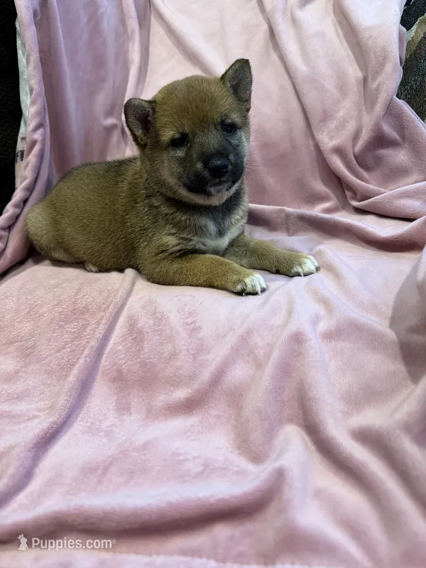 Girl 2  – Shiba Inu puppy for sale in Niangua, MO