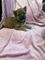 Girl 2 , a female Shiba Inu for sale in Niangua, MO – 1 of 3