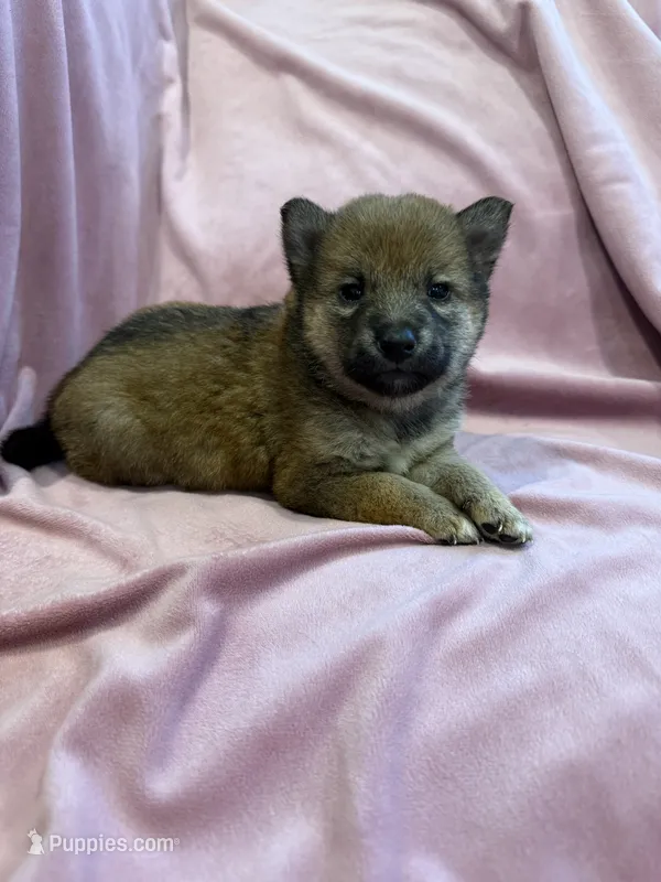 Little girl – Shiba Inu puppy for sale in Niangua, MO