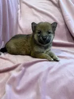 Little girl, a female Shiba Inu for sale in Niangua, MO – 1 of 5