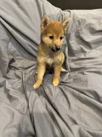 Lil Gretchen , a female Shiba Inu for sale in Niangua, MO – 4 of 9