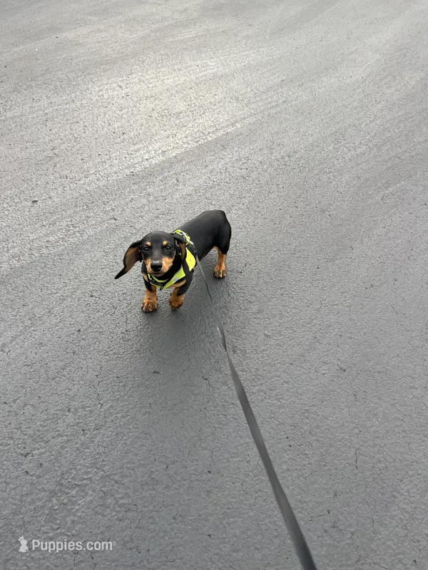Fred – Miniature Dachshund puppy for sale in Syracuse, NY