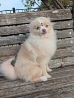 Mini Pomeranian - Antonella, a female Pomeranian for sale in Chicago, IL – 3 of 5