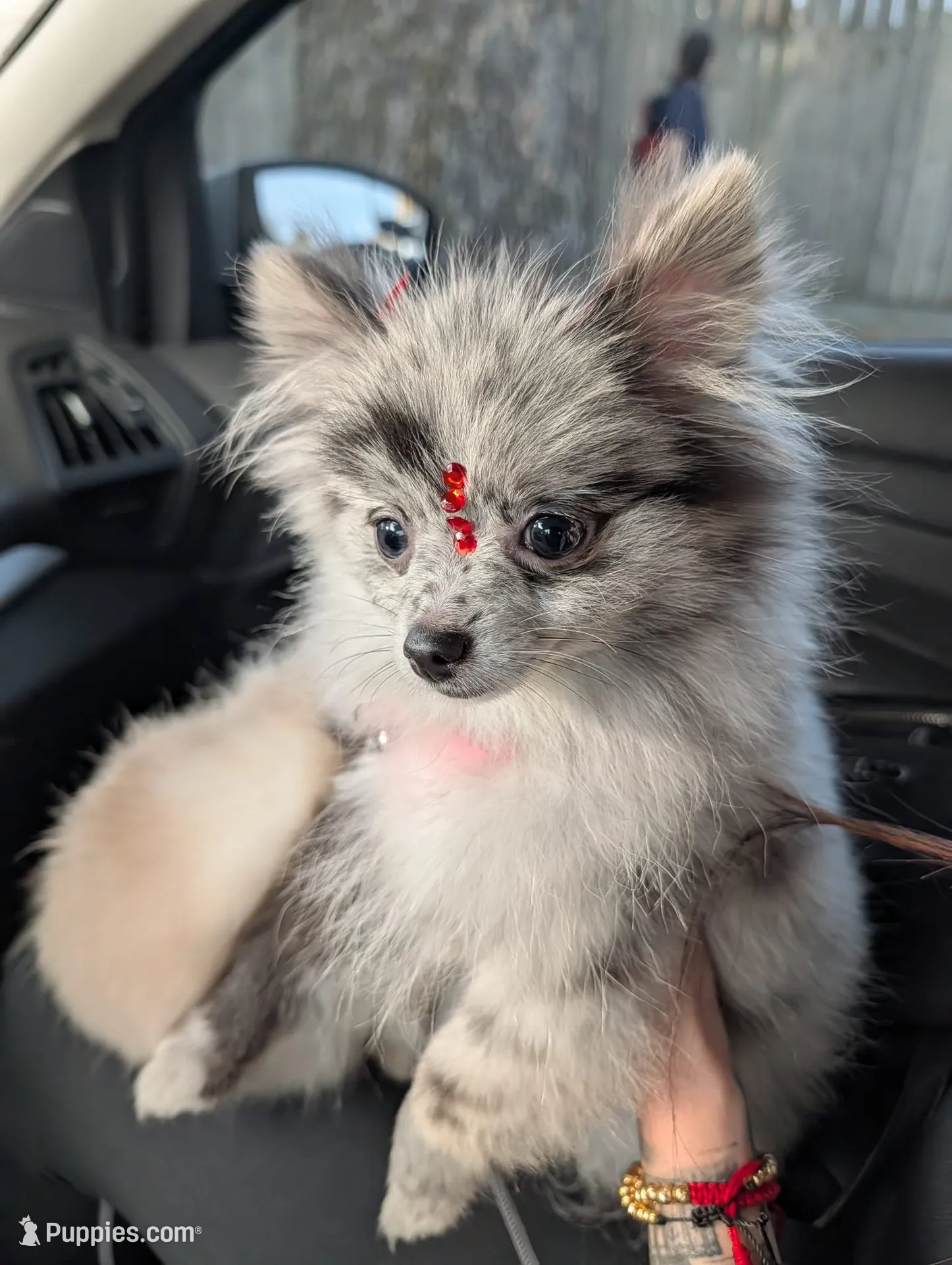 Mini Pomeranian - Georgina , a female Pomeranian for sale in Chicago, IL – 1 of 7
