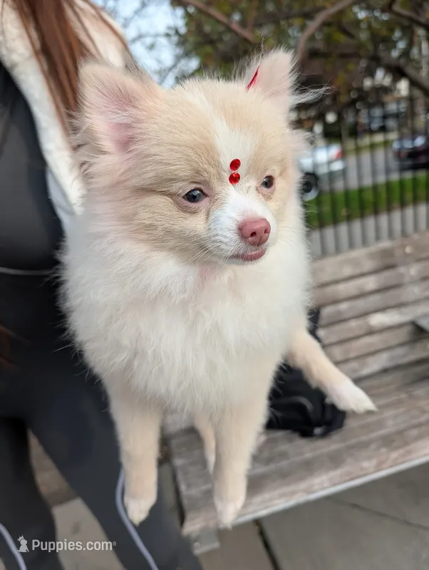 Mini Pomeranian - Antonella – Pomeranian puppy for sale in Chicago, IL