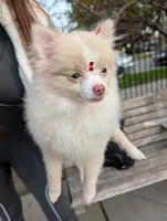 Mini Pomeranian - Antonella, a female Pomeranian for sale in Chicago, IL – 1 of 5