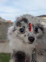 Mini Pomeranian - Georgina , a female Pomeranian for sale in Chicago, IL – 2 of 7