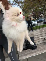 Mini Pomeranian - Antonella, a female Pomeranian for sale in Chicago, IL – 4 of 5