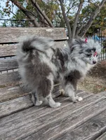 Mini Pomeranian - Georgina , a female Pomeranian for sale in Chicago, IL – 7 of 7