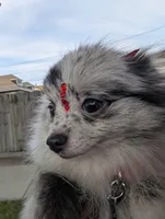 Mini Pomeranian - Georgina , a female Pomeranian for sale in Chicago, IL – 3 of 7