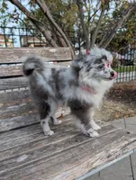Mini Pomeranian - Georgina , a female Pomeranian for sale in Chicago, IL – 6 of 7