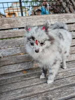 Mini Pomeranian - Georgina , a female Pomeranian for sale in Chicago, IL – 4 of 7