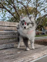 Mini Pomeranian - Georgina , a female Pomeranian for sale in Chicago, IL – 5 of 7