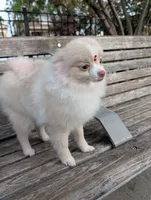 Mini Pomeranian - Antonella, a female Pomeranian for sale in Chicago, IL – 2 of 5