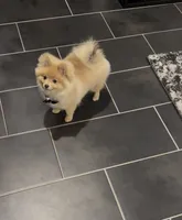 Ice , a male Pomeranian for sale in Las Vegas, NV – 3 of 5