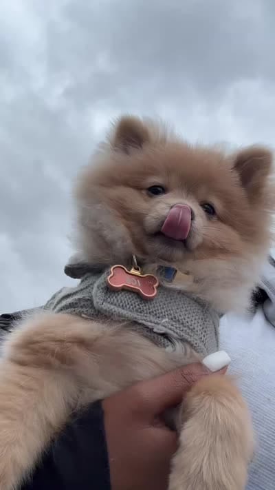 Ice , a male Pomeranian for sale in Las Vegas, NV – 4 of 5
