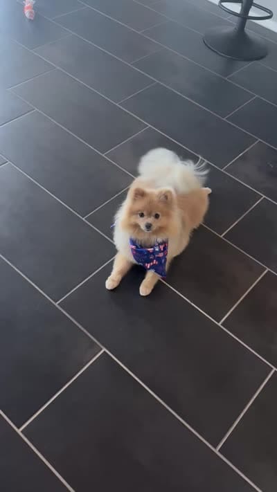 Ice , a male Pomeranian for sale in Las Vegas, NV – 5 of 5