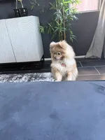 Ice , a male Pomeranian for sale in Las Vegas, NV – 2 of 5