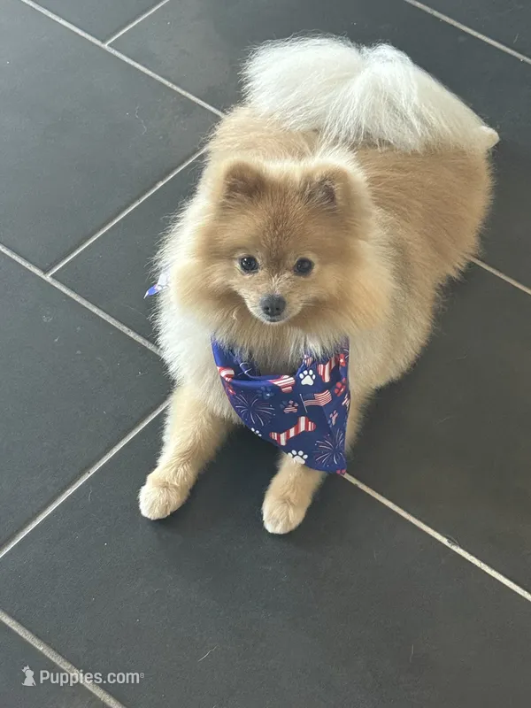 Ice  – Pomeranian puppy for sale in Las Vegas, NV