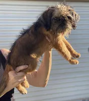 Shadow, a male Brussels Griffon for sale in Hilmar, CA – Photo 3 of 9