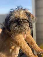 Shadow, a male Brussels Griffon for sale in Hilmar, CA – Photo 1 of 9