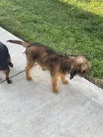 Shadow, a male Brussels Griffon for sale in Hilmar, CA – Photo 9 of 9
