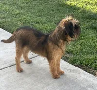 Shadow, a male Brussels Griffon for sale in Hilmar, CA – Photo 8 of 9