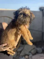 Shadow, a male Brussels Griffon for sale in Hilmar, CA – Photo 5 of 9