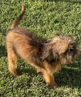 Shadow, a male Brussels Griffon for sale in Hilmar, CA – Photo 6 of 9