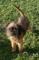 Shadow, a male Brussels Griffon for sale in Hilmar, CA – Photo 7 of 9