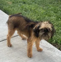 Shadow, a male Brussels Griffon for sale in Hilmar, CA – Photo 2 of 9