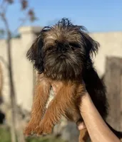 Shadow, a male Brussels Griffon for sale in Hilmar, CA – Photo 4 of 9