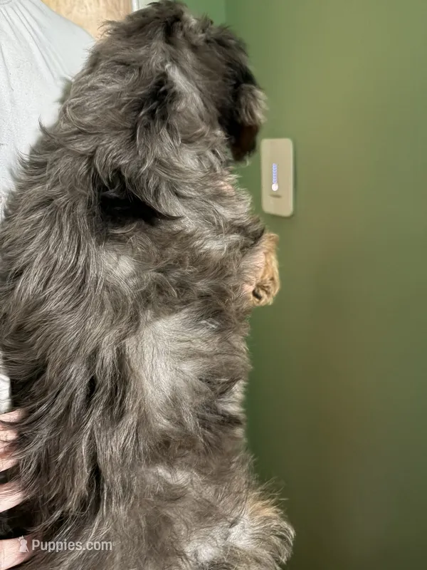 Female Bernedoodle Merle – Bernedoodle puppy for sale in Pomona, CA