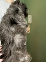 Female Bernedoodle Merle, a male Bernedoodle for sale in Pomona, CA – 1 of 2