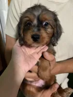 Female Bernedoodle Merle, a male Bernedoodle for sale in Pomona, CA – 2 of 4