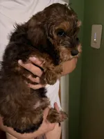 Male Bernedoodle , a male Bernedoodle for sale in Pomona, CA – 2 of 4