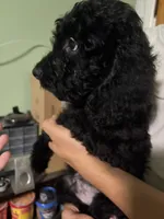 Male Bernedoodle black, a male Bernedoodle for sale in Pomona, CA – 3 of 3