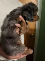 Female Bernedoodle Merle, a male Bernedoodle for sale in Pomona, CA – 3 of 4