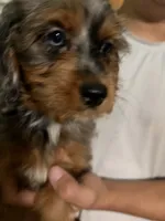 Female Bernedoodle Merle, a male Bernedoodle for sale in Pomona, CA – 1 of 4