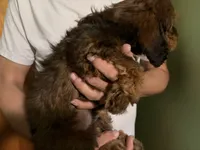 Male Bernedoodle , a male Bernedoodle for sale in Pomona, CA – 4 of 4