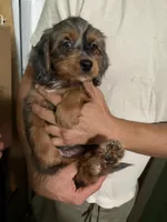 Female Bernedoodle Merle, a male Bernedoodle for sale in Pomona, CA – 4 of 4