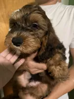 Male Bernedoodle , a male Bernedoodle for sale in Pomona, CA – 3 of 4