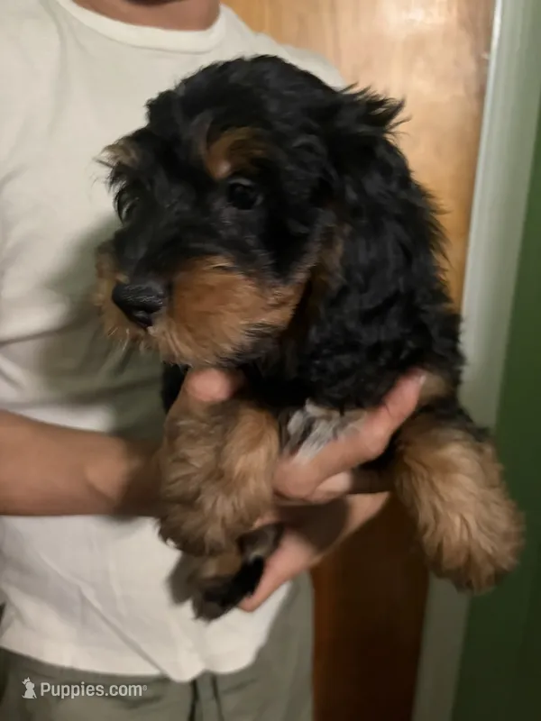 Male Bernedoodle  – Bernedoodle puppy for sale in Pomona, CA
